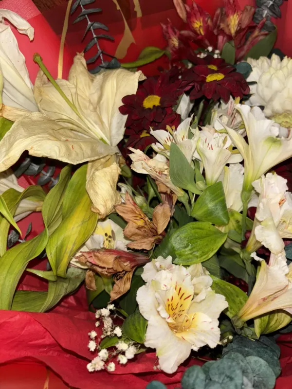 Camelia Flori — 5