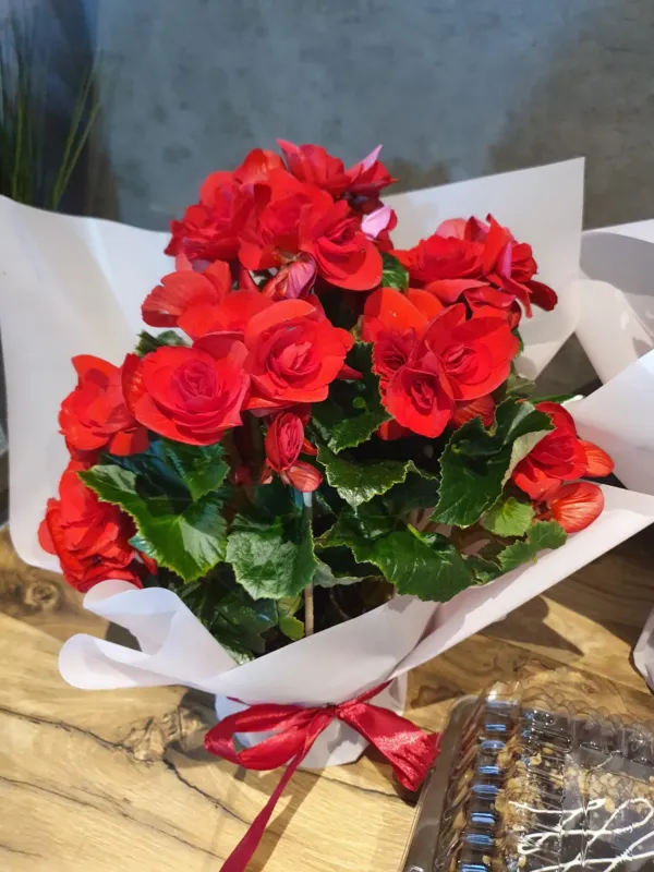 Floribeli — 2