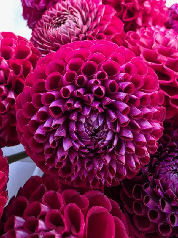The Smiths Flowers — 4